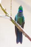 Green-crowned brilliant