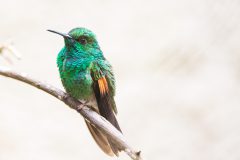 Berylline Hummingbird