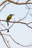 Turquoise-browed motmot