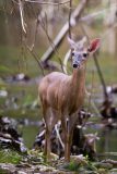 White-Tailed Deer