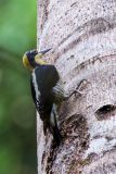 Golden-naped woodpecker