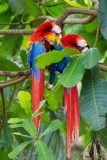 Scarlet macaws