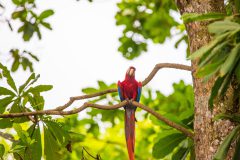 Scarlet macaw