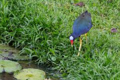 Purple Gallinule