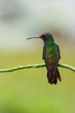 Rufous-tailed hummingbird