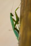 Leaf Mantis