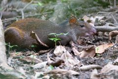 Red-rumped agouti