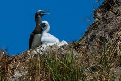 Brown booby with young
