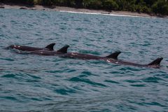 Common bottlenose dolphin
