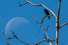Giant cowbird