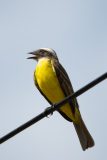 White-ringed flycatcher