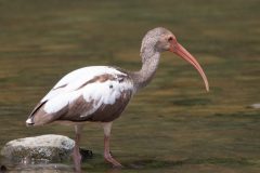 American white ibis