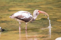 American white ibis
