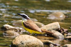 Great kiskadee
