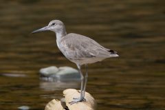 Willet