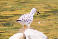 Greater yellowlegs
