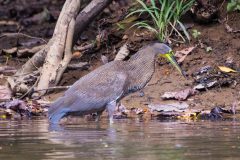 Bare-throated tiger heron