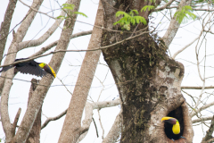 Yellow-throated toucans