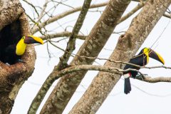 Yellow-throated toucans