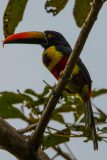 Fiery-billed aracari