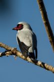 Masked tityra