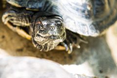 Red-eared slider
