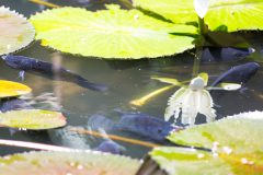 Black Koi