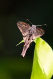 Brown longtail moth