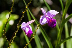 Bamboo orchid