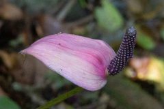Purple Anthurium