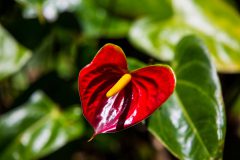 Flamingo lily