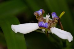 Walking Iris