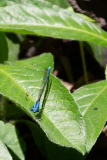 Blue-fronted dancer