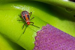 pyrrhocoridae nymph