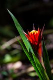 Scarlet Star