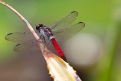 Red-Tailed Skimmer