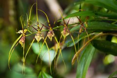 Brassia arcuigera