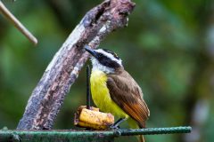 Great kiskadee