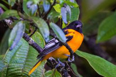 Baltimore oriole