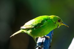 Green honeycreeper