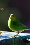 Green honeycreeper