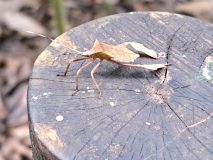 Dock Bug