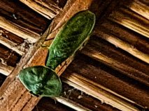 Leaf Mantis