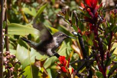 Humming Bird