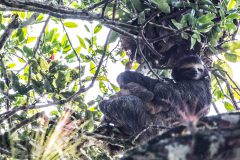 3-toed Sloth