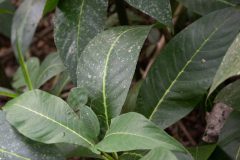 Leaf Mantis