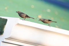Palm tanagers