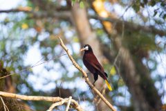 Montezuma oropendola