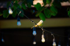 Couch's kingbird