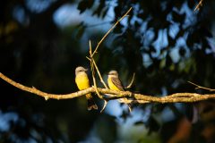 Couch's kingbirds